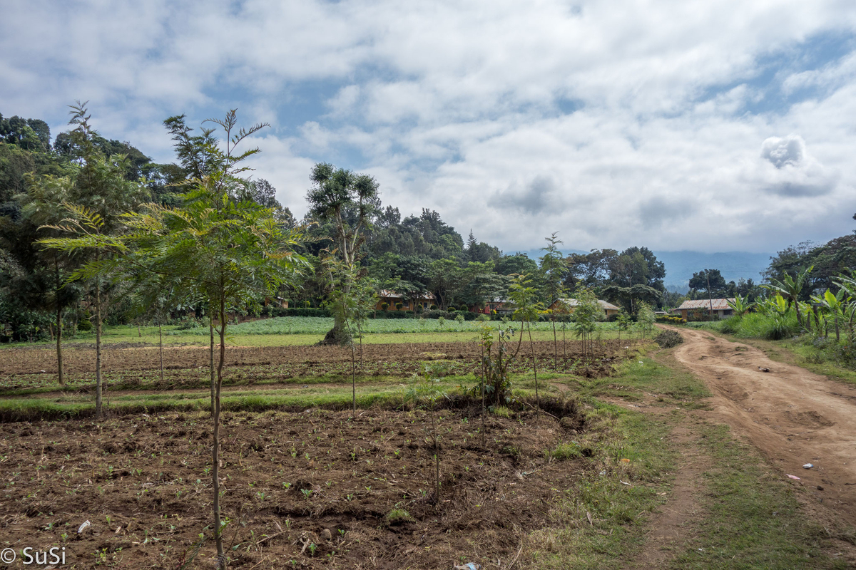 Wanderung durch die Felder Wanderung durch die Felder