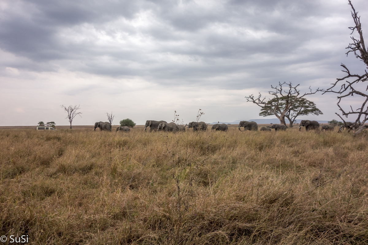 eine Elefantenherde zieht dirch das beige Gras eine Elefantenherde zieht dirch das beige Gras