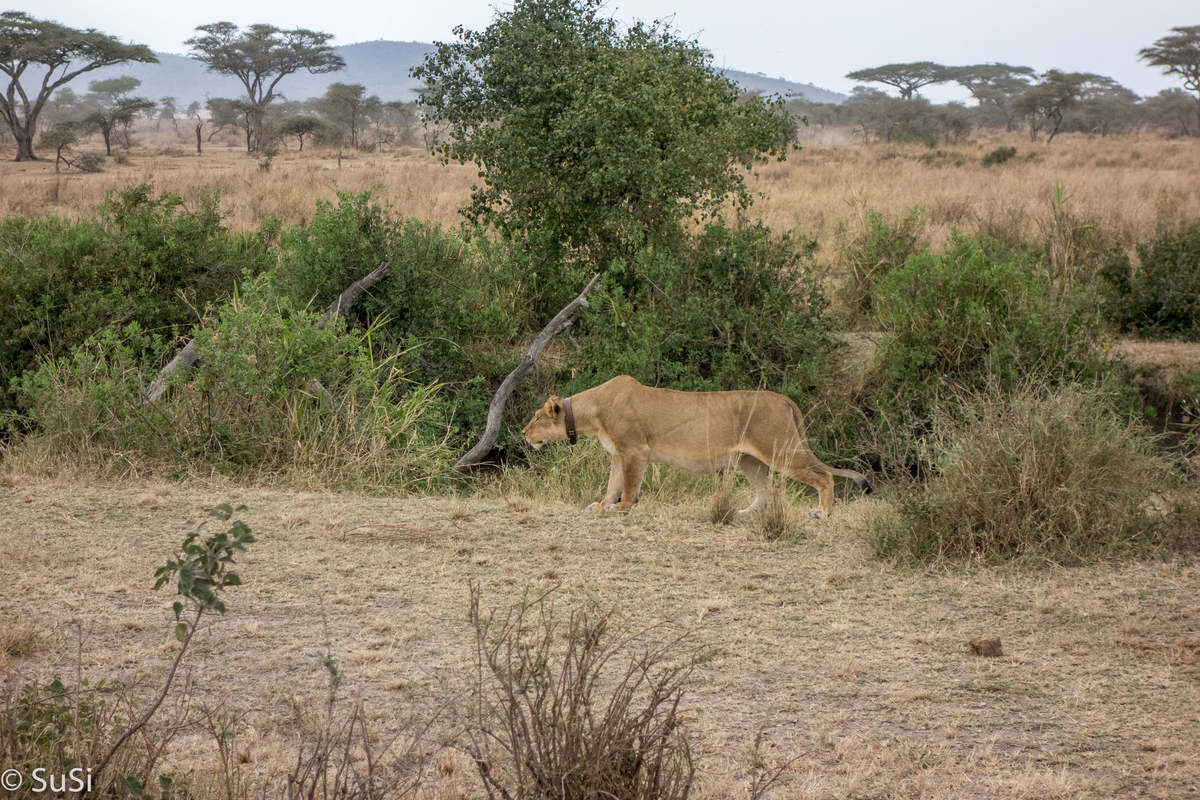 eine Löwin auf der Pirsch eine Löwin auf der Pirsch