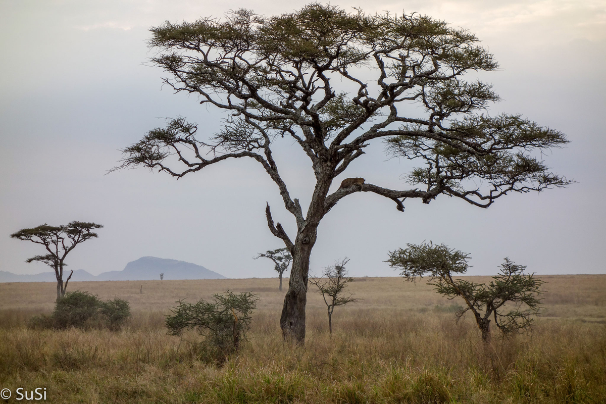 Leopard- der einsame Jäger Leopard- der einsame Jäger