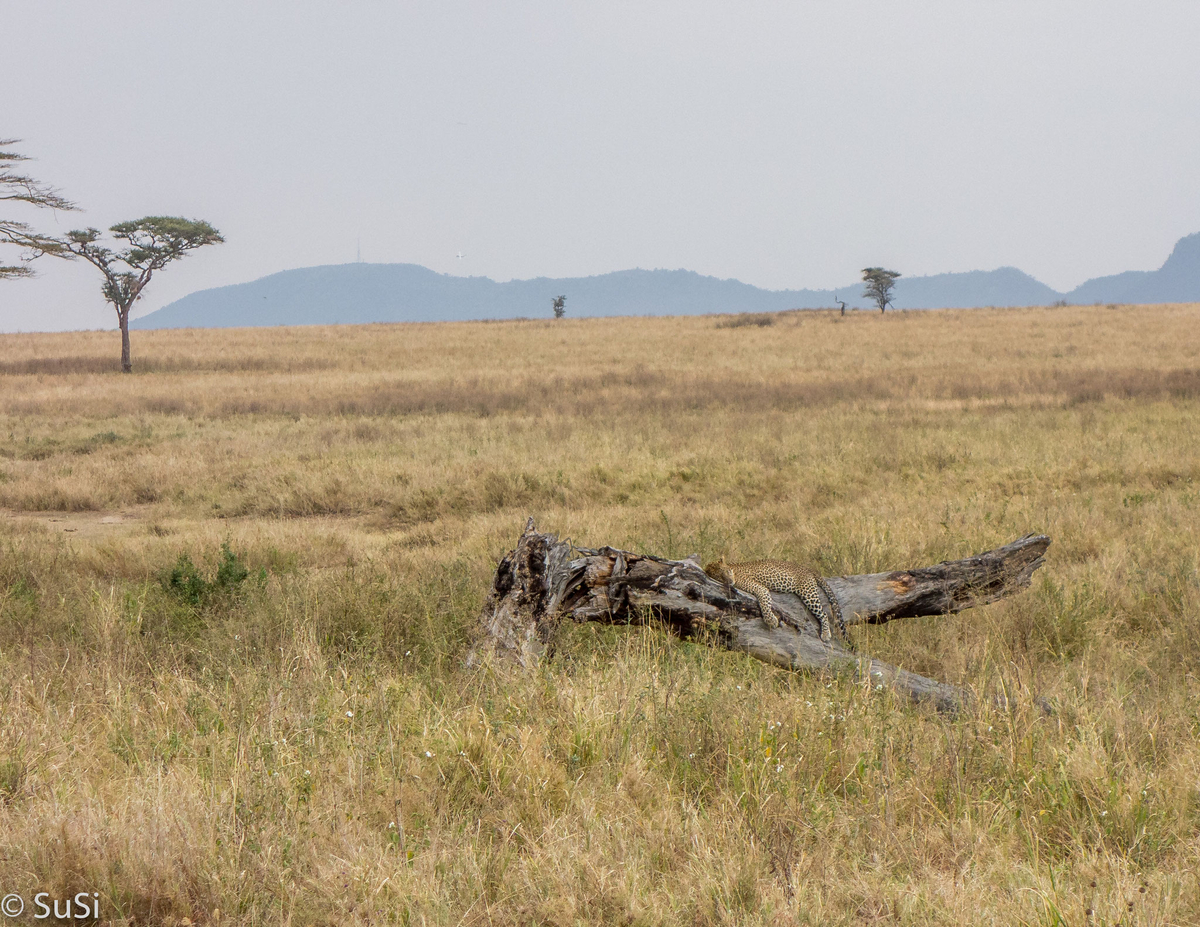 Leopard ruht auf einem Baumstamm Leopard ruht auf einem Baumstamm