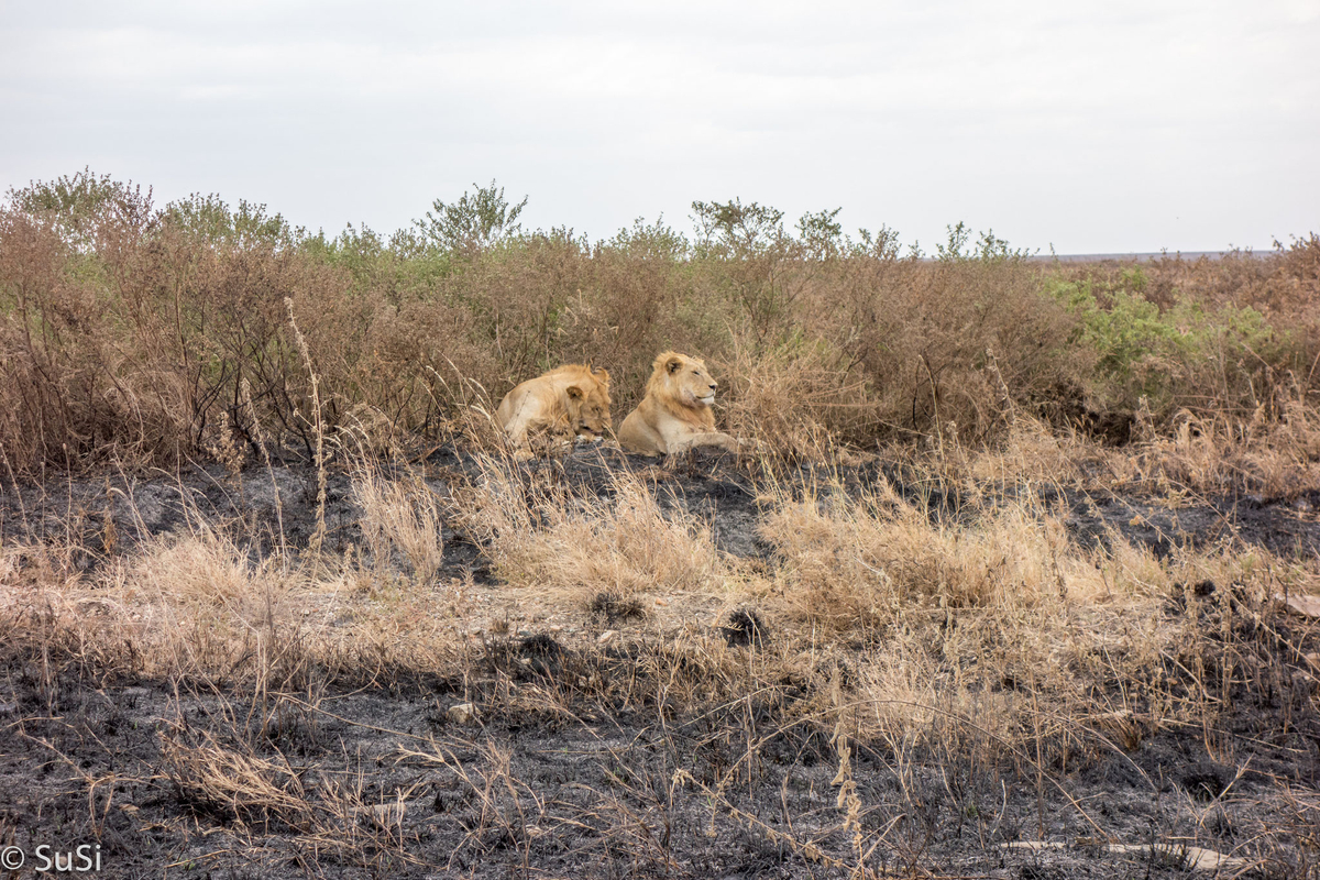 zwei Löwen zwei Löwen
