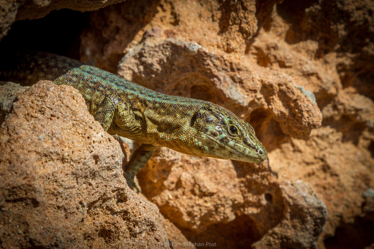 Eine Eidechse auf Sa Dragonera Eine Eidechse auf Sa Dragonera